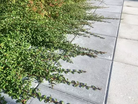 Betonilaatta 398 x 398 x 50 mm sileä harmaa - Ulkokalusteet - 3802 - 1