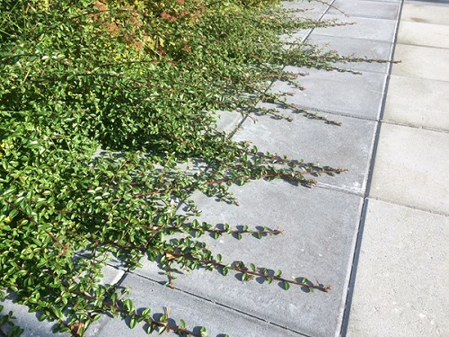 Betonilaatta 398 x 398 x 50 mm sileä harmaa - Ulkokalusteet - 3802 - 1